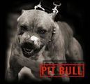 Pit Bull(2)