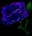 blaue Rose