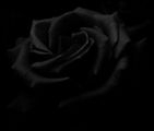 black Rose