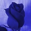 blaue Rose